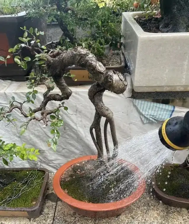 盆景養不好總枯黃?別隻顧著猛澆水,學會這招準救活