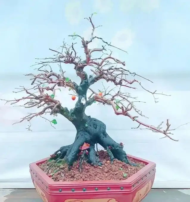 盆景養不好總枯黃?別隻顧著猛澆水,學會這招準救活