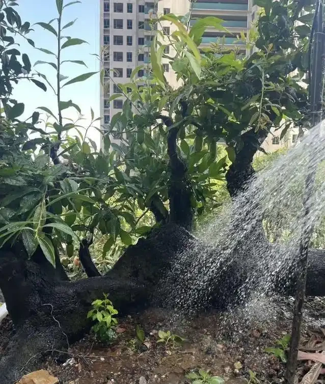 盆景養不好總枯黃?別隻顧著猛澆水,學會這招準救活