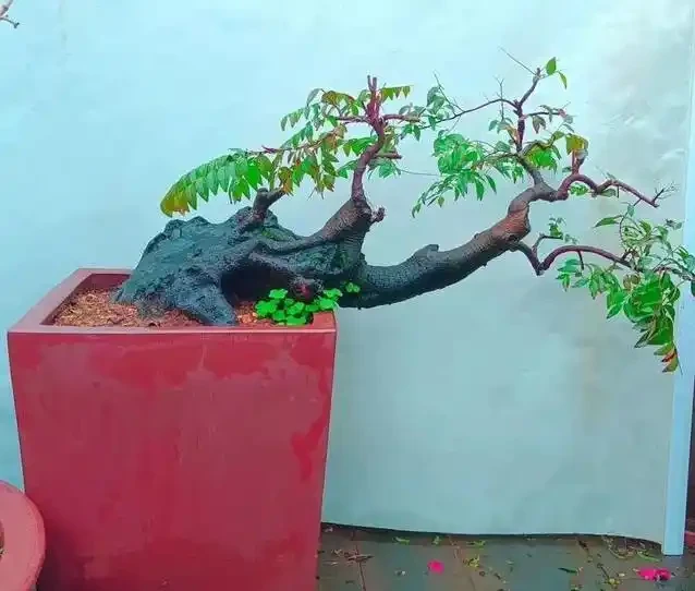 盆景養不好總枯黃?別隻顧著猛澆水,學會這招準救活