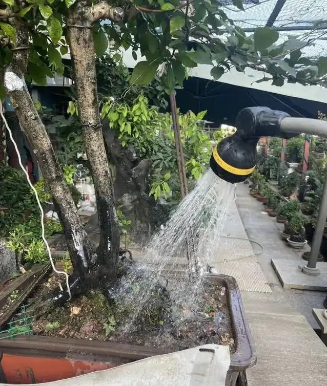 盆景養不好總枯黃?別隻顧著猛澆水,學會這招準救活