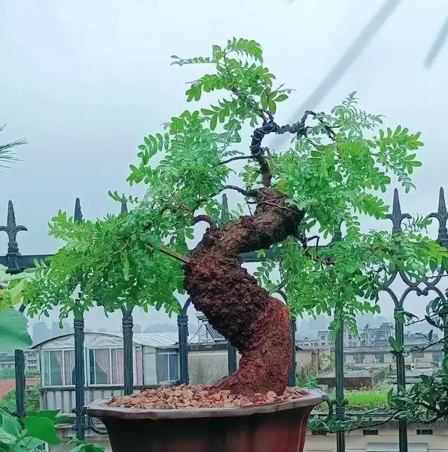 盆景養不好總枯黃?別隻顧著猛澆水,學會這招準救活