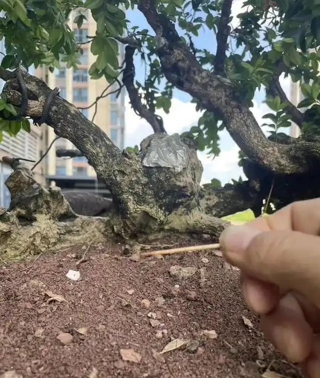 盆景養不好總枯黃?別隻顧著猛澆水,學會這招準救活