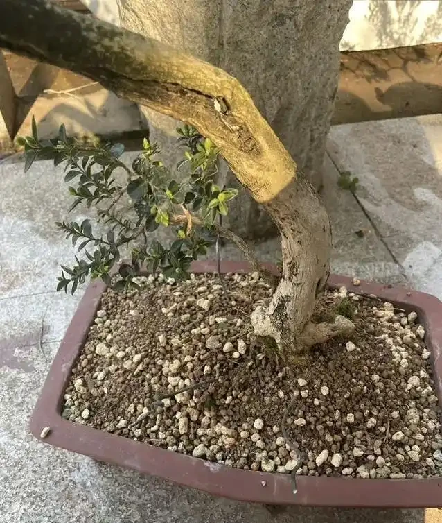 盆景養不好總枯黃?別隻顧著猛澆水,學會這招準救活