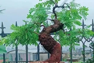 盆景養不好總枯黃？別隻顧著猛澆水，學會這招準救活