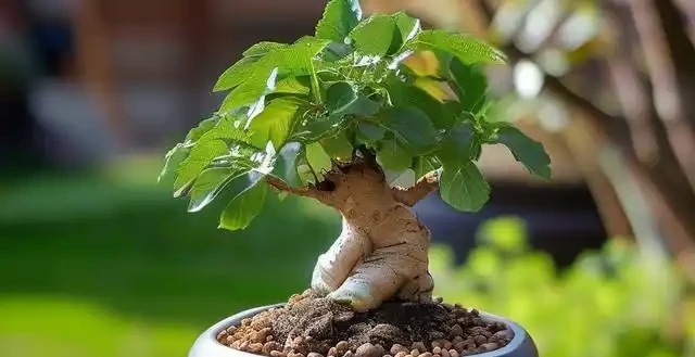 大幸福樹換盆的最佳時間和正確方法