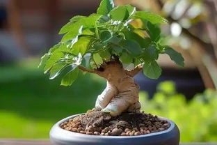 大幸福樹換盆的最佳時間和正確方法