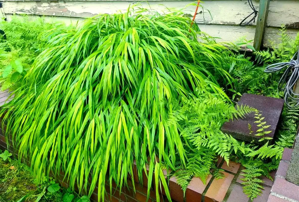 六種耐陰植物,為庭院陰區帶來生機