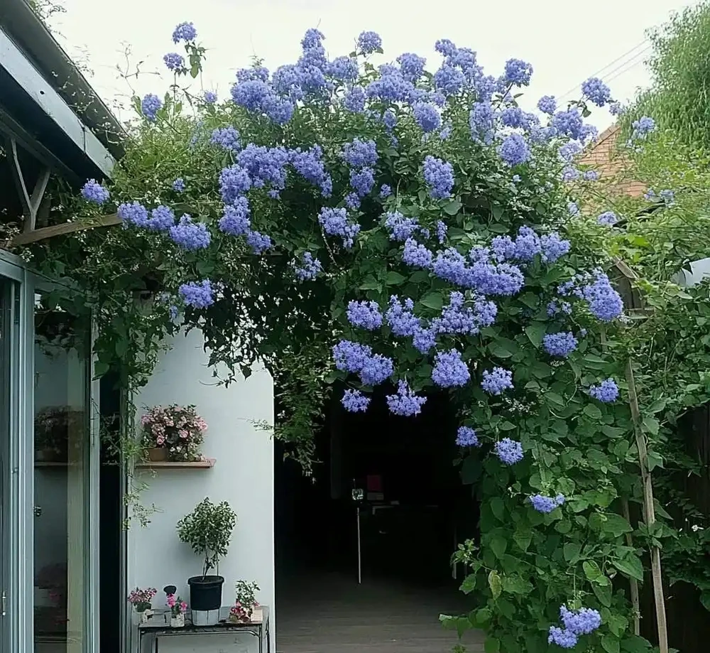 家有小院子,一定要養這「11種花」,浪漫又唯美,高階感撲面而來
