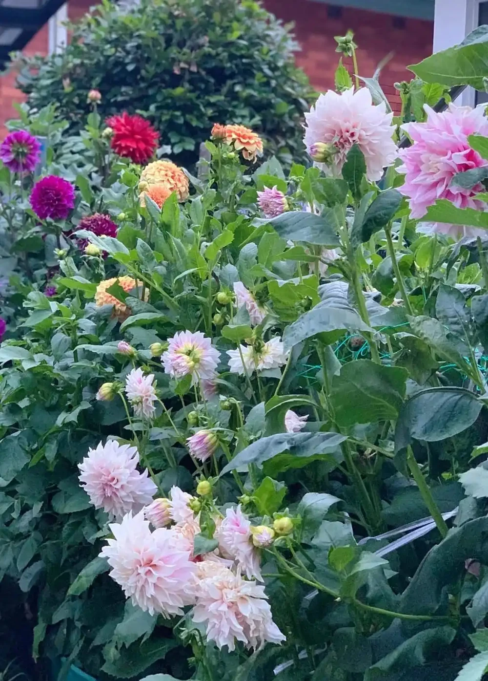 家有小院子,一定要養這「11種花」,浪漫又唯美,高階感撲面而來