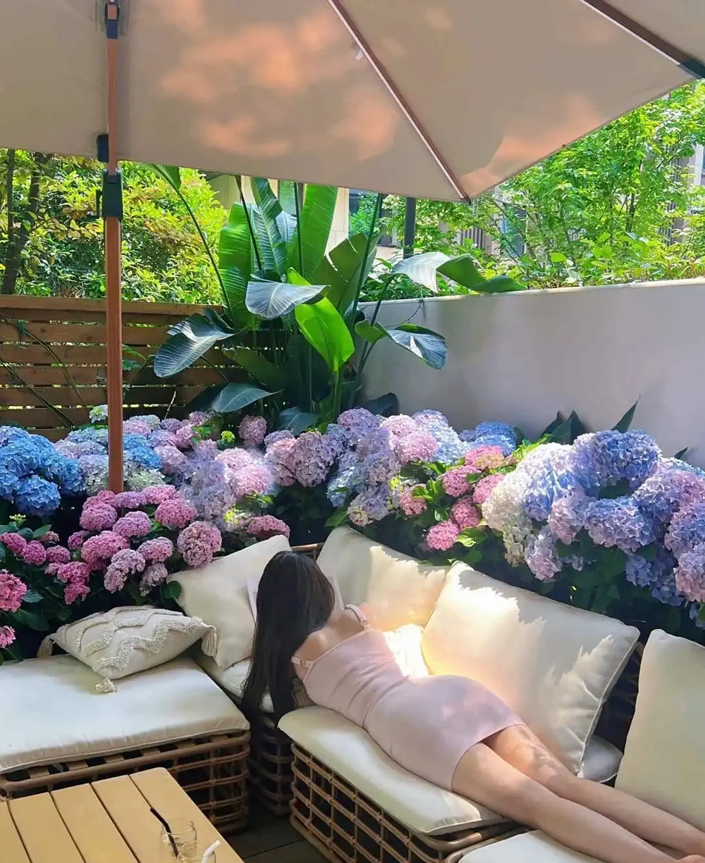 家有小院子,一定要養這「11種花」,浪漫又唯美,高階感撲面而來