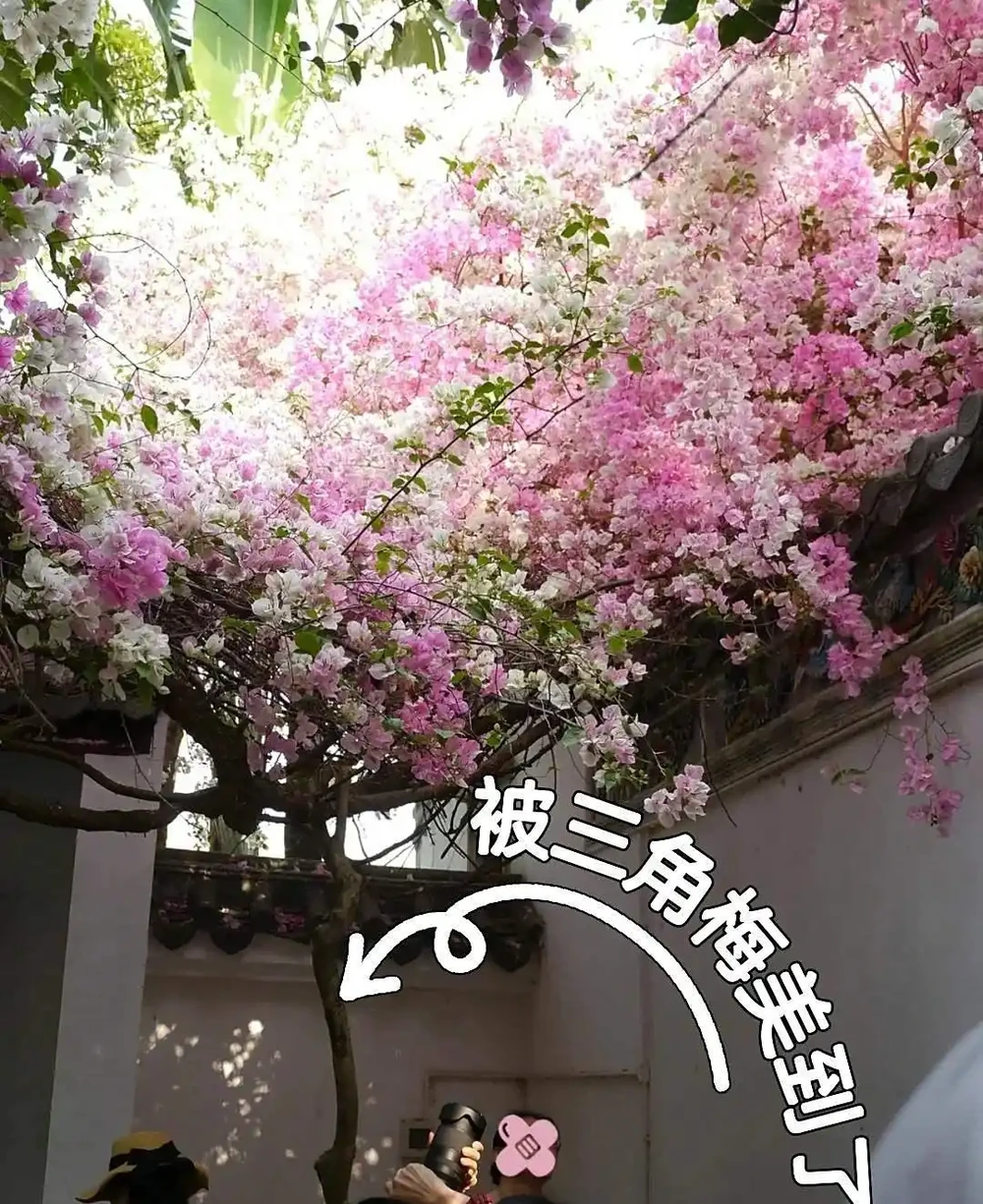 家有小院子,一定要養這「11種花」,浪漫又唯美,高階感撲面而來