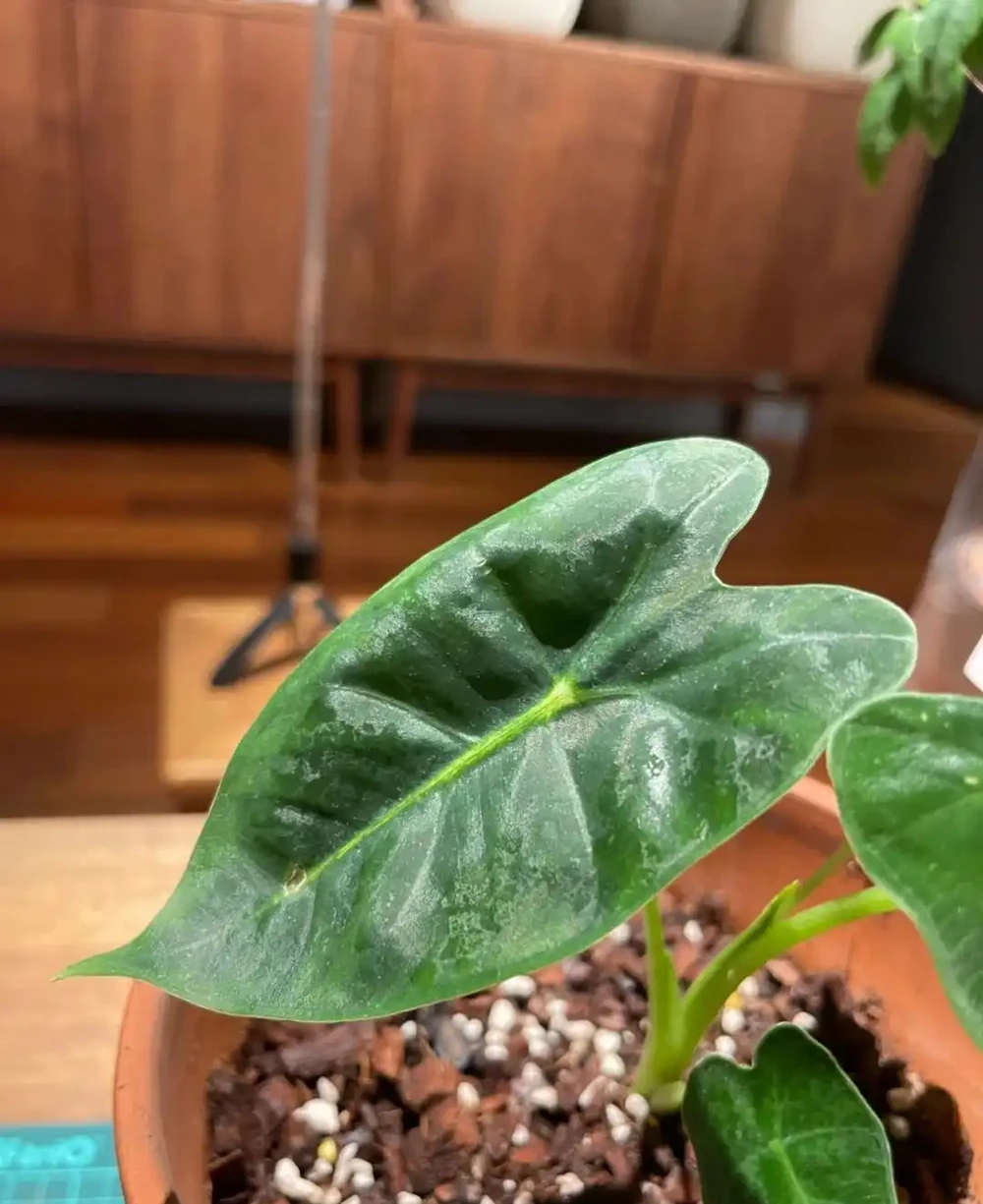 女子「用一盆綠天鵝絨海芋」,撐起整個客廳的美:看了IP,破防了