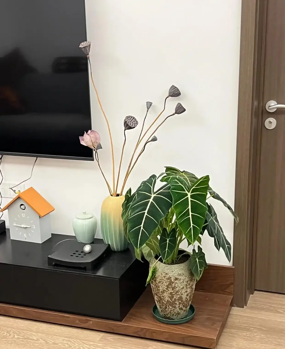 女子「用一盆綠天鵝絨海芋」,撐起整個客廳的美:看了IP,破防了