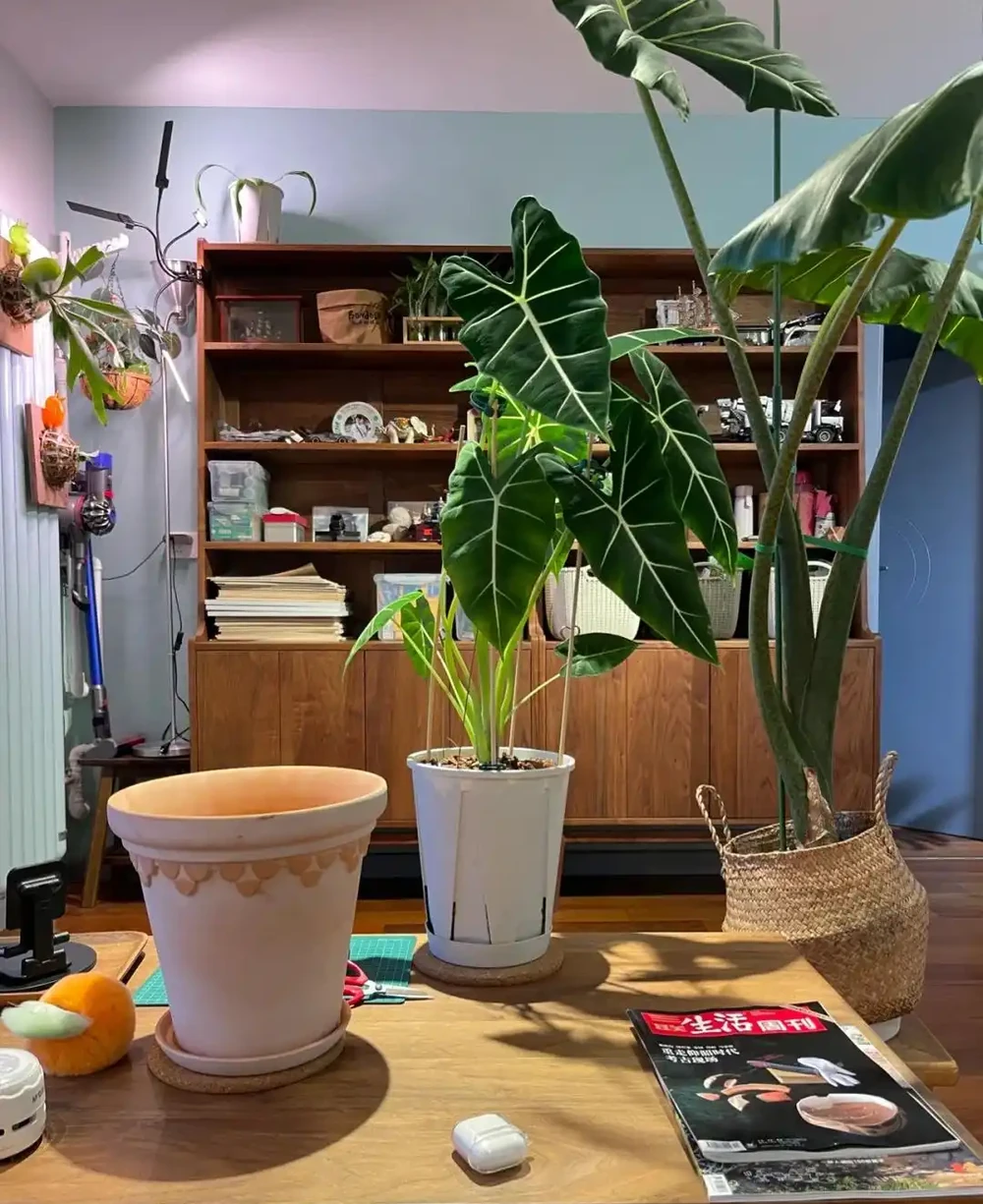 女子「用一盆綠天鵝絨海芋」,撐起整個客廳的美:看了IP,破防了