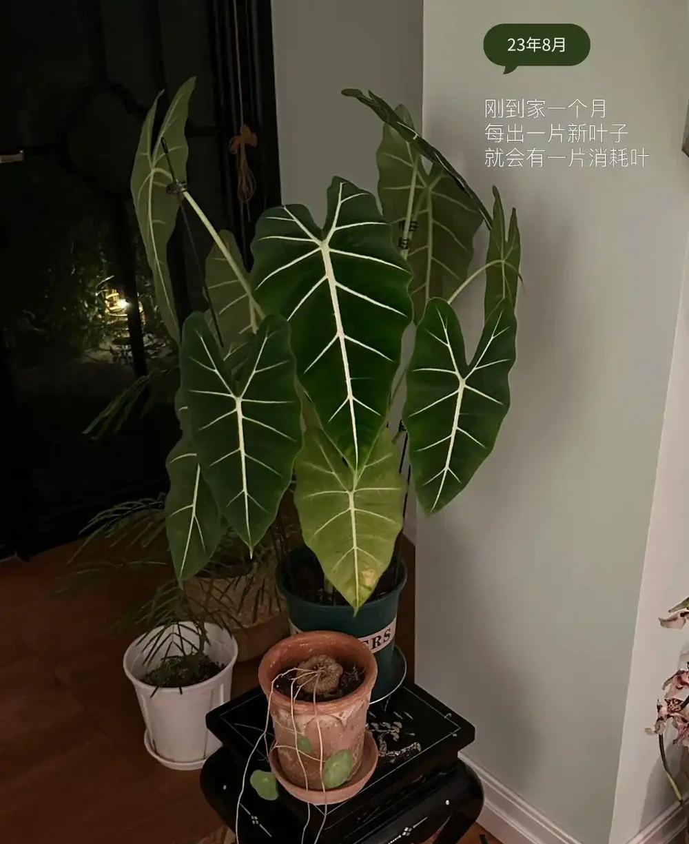 女子「用一盆綠天鵝絨海芋」,撐起整個客廳的美:看了IP,破防了
