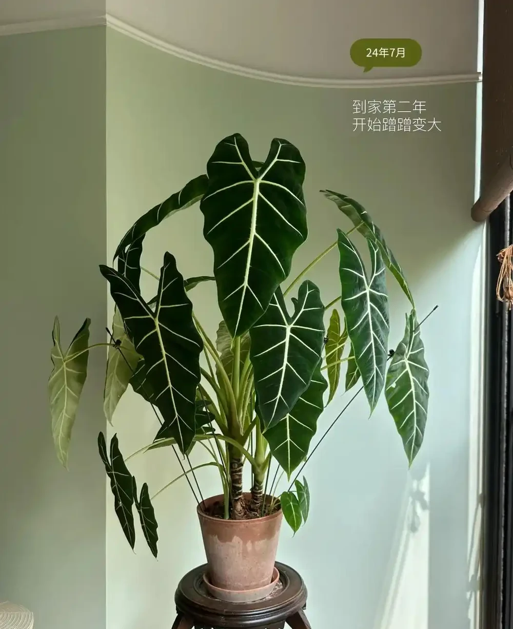 女子「用一盆綠天鵝絨海芋」,撐起整個客廳的美:看了IP,破防了