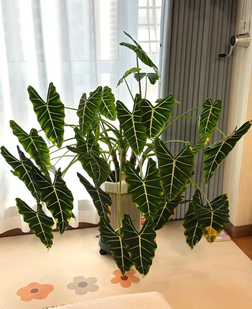 女子「用一盆綠天鵝絨海芋」,撐起整個客廳的美:看了IP,破防了