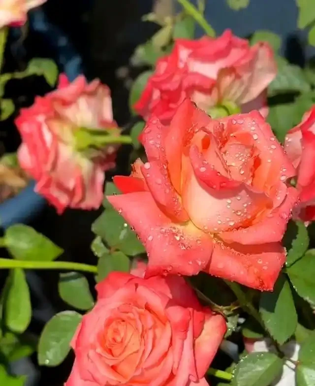 秋季玫瑰的剪枝時間與技巧!