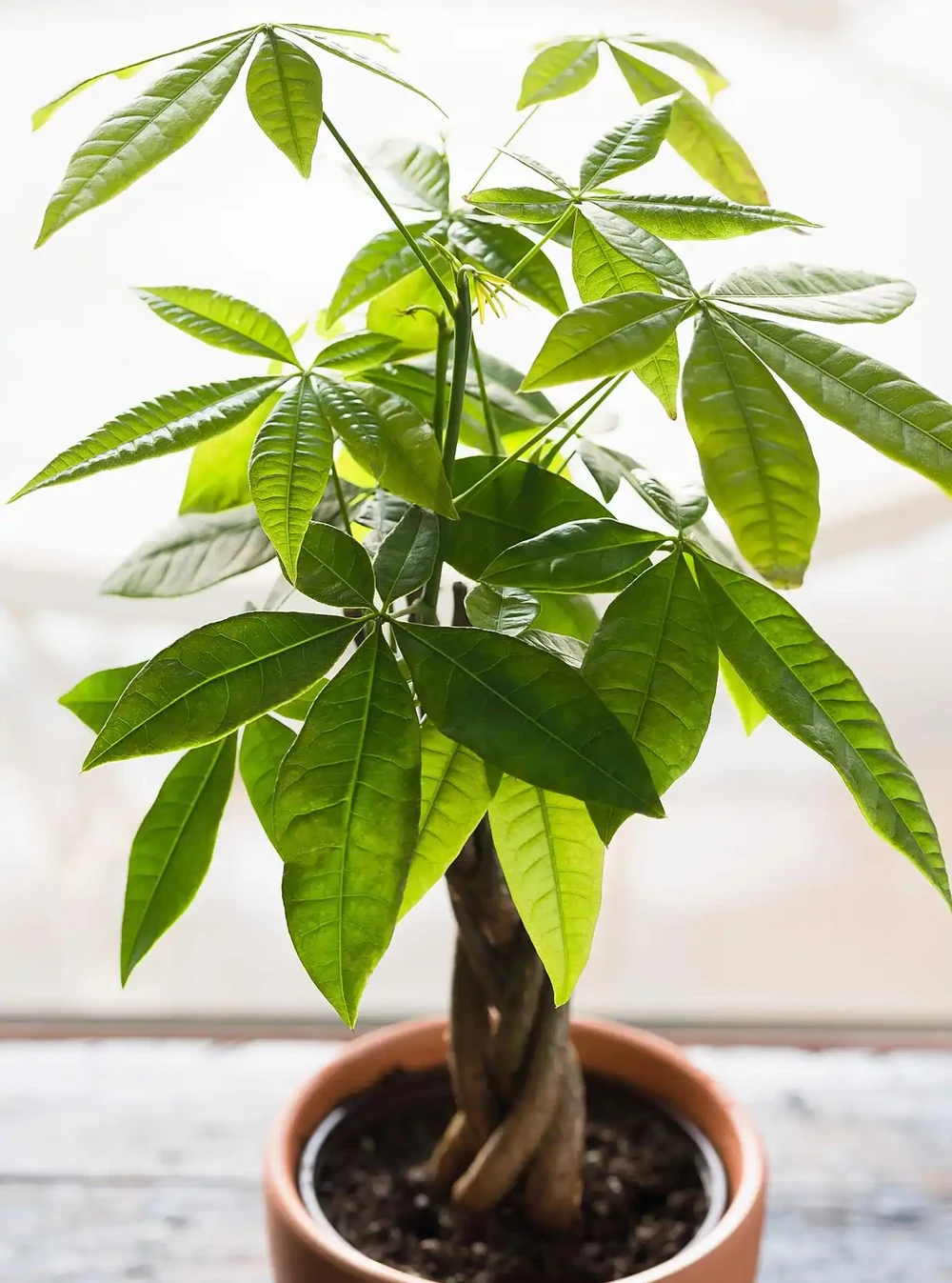 一文讀懂!發財樹究竟該施啥肥