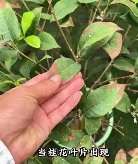 葉尖焦枯的常見原因及防治指南