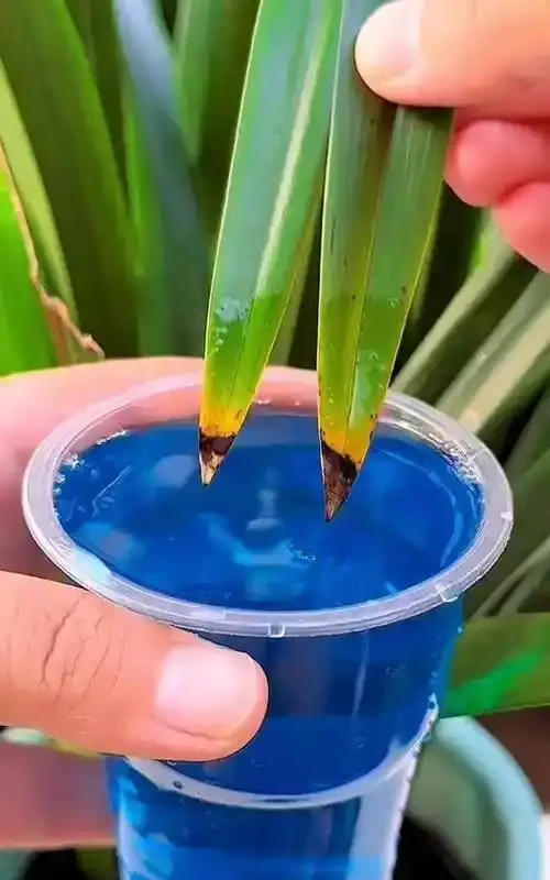 葉尖焦枯的常見原因及防治指南