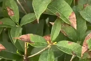 葉尖焦枯的常見原因及防治指南