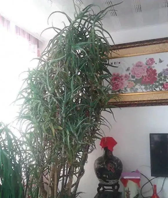 千萬別養龜背芋，容易長成「巨無霸」，老人說：陰氣重，拔了！