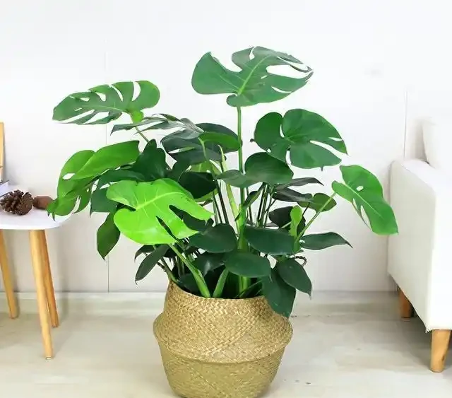 千萬別養龜背芋，容易長成「巨無霸」，老人說：陰氣重，拔了！