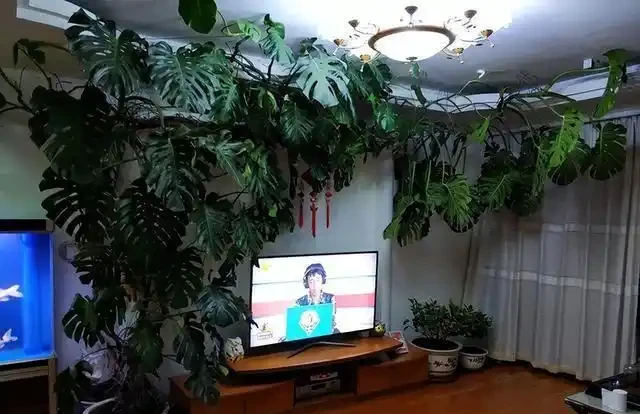 千萬別養龜背芋，容易長成「巨無霸」，老人說：陰氣重，拔了！
