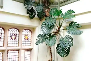 千萬別養龜背芋，容易長成「巨無霸」，老人說：陰氣重，拔了！
