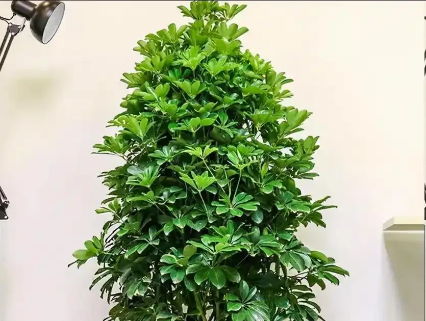 鵝掌藤怎麼修剪?這種「枝條」不能留,看到一根剪一根,新芽綠葉蹭蹭冒
