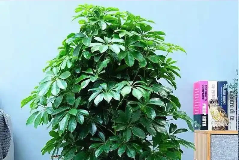鵝掌藤怎麼修剪?這種「枝條」不能留,看到一根剪一根,新芽綠葉蹭蹭冒