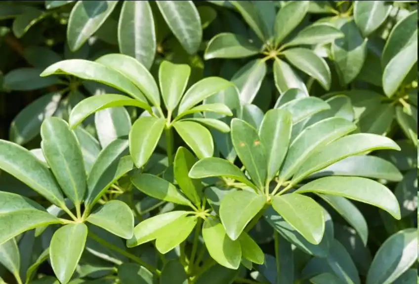 鵝掌藤怎麼修剪?這種「枝條」不能留,看到一根剪一根,新芽綠葉蹭蹭冒