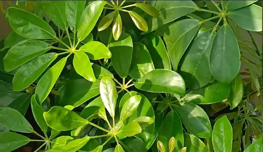 鵝掌藤怎麼修剪?這種「枝條」不能留,看到一根剪一根,新芽綠葉蹭蹭冒