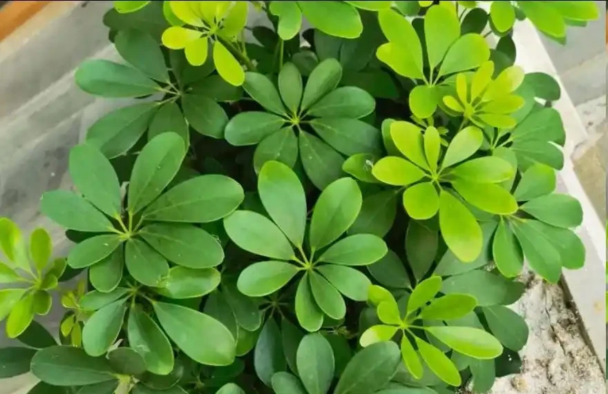 鵝掌藤怎麼修剪?這種「枝條」不能留,看到一根剪一根,新芽綠葉蹭蹭冒