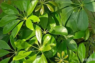 鵝掌藤怎麼修剪？這種「枝條」不能留，看到一根剪一根，新芽綠葉蹭蹭冒