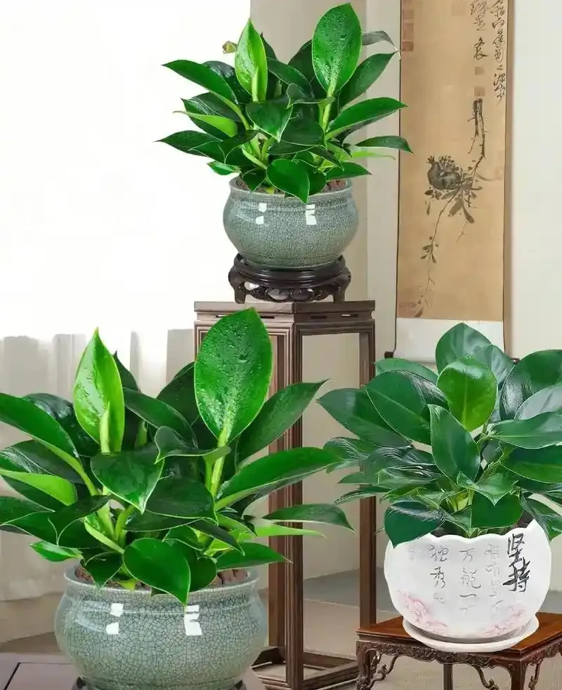 金鑽會不會開花?金鑽開花之謎:探尋 「觀葉明星」 的隱秘開花期