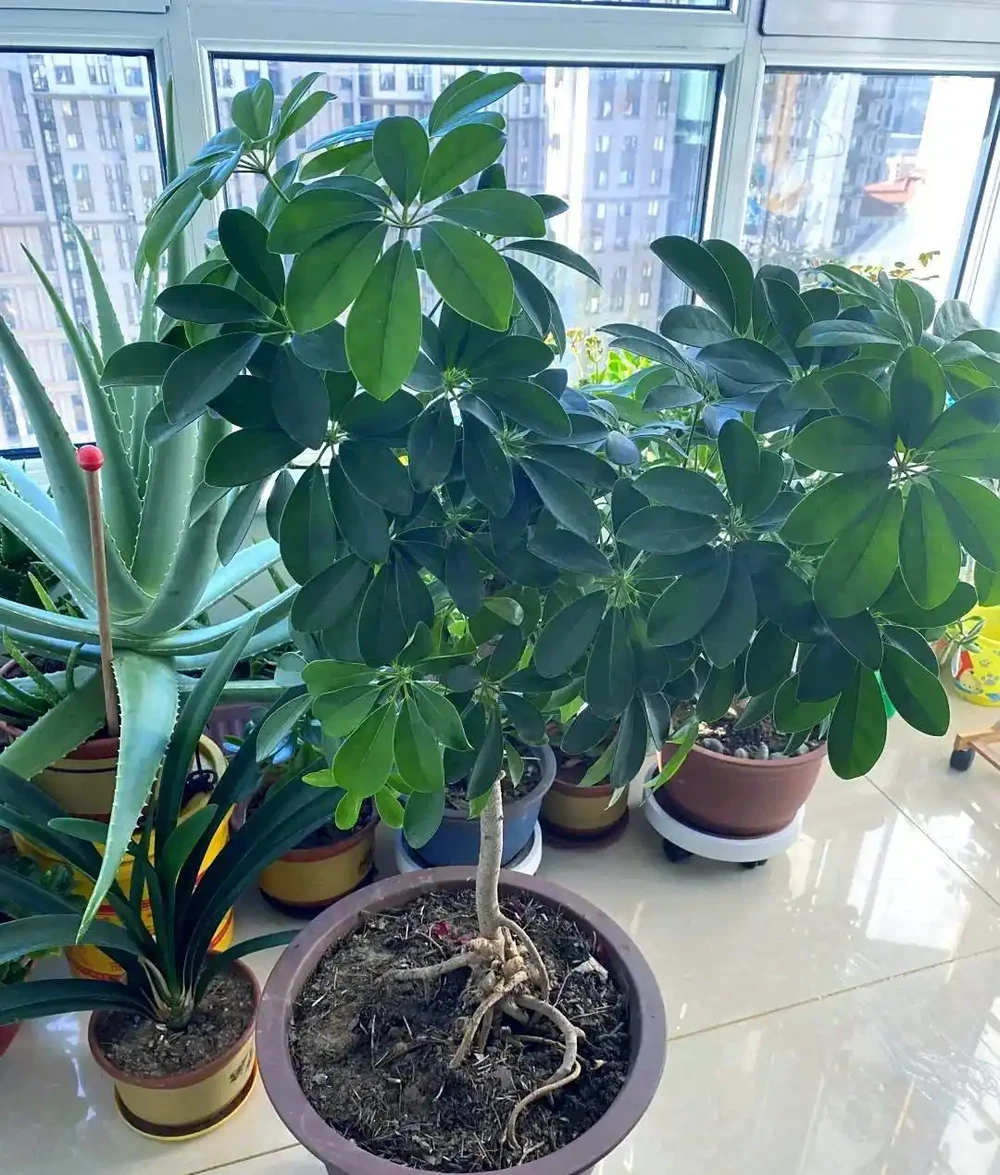 鵝掌木多久澆一次水?鵝掌木澆水指南:解鎖四季養護密碼