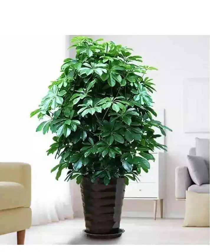 鵝掌木多久澆一次水?鵝掌木澆水指南:解鎖四季養護密碼