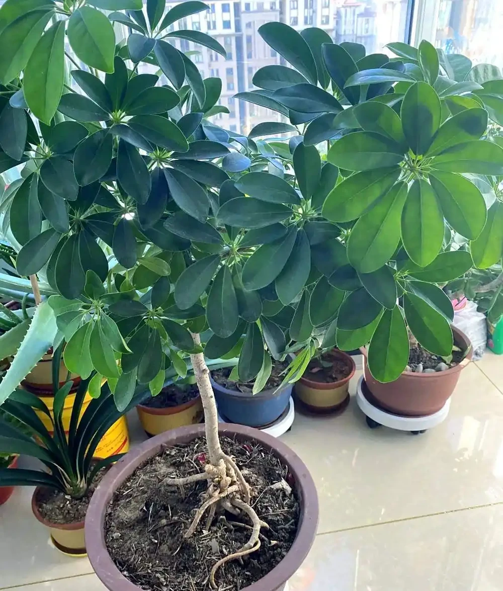 鵝掌木多久澆一次水?鵝掌木澆水指南:解鎖四季養護密碼