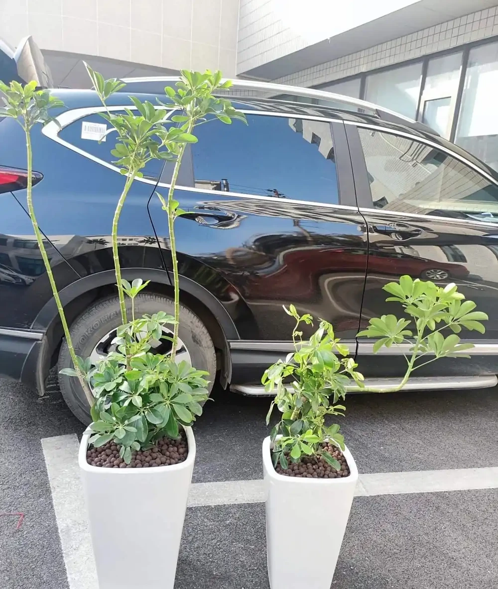 鵝掌木多久澆一次水?鵝掌木澆水指南:解鎖四季養護密碼