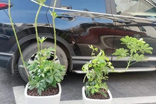 鵝掌木多久澆一次水？鵝掌木澆水指南：解鎖四季養護密碼