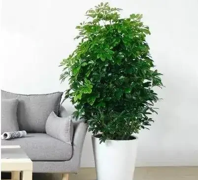 9種旺家又好養的綠植,客廳擺一盆財運擋不住!