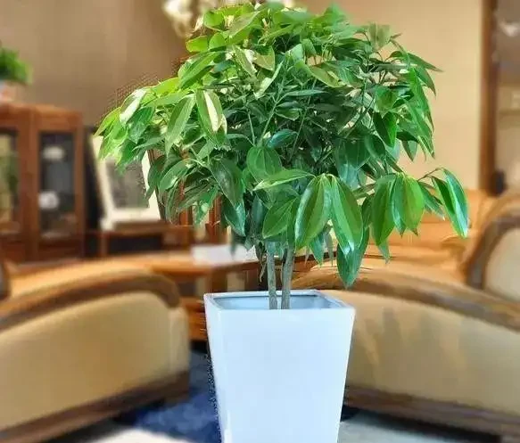 9種旺家又好養的綠植,客廳擺一盆財運擋不住!