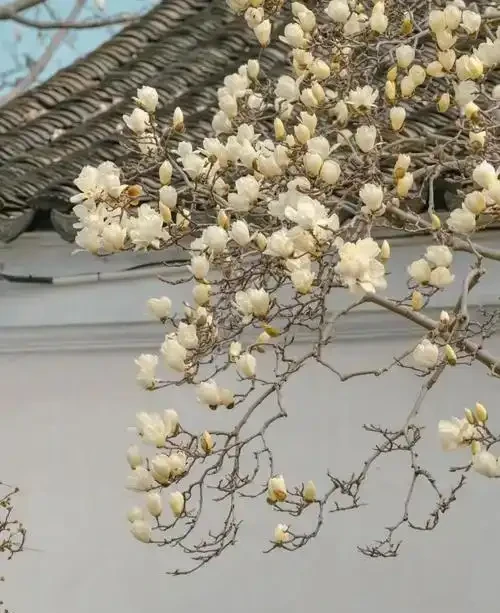 院子前面栽樹,這些品種很合適