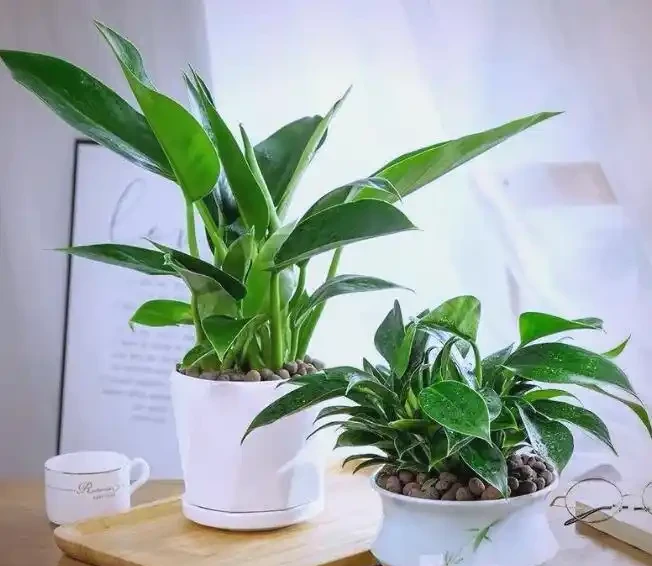 金鑽開花嗎?金鑽:探尋這一神秘綠植的開花真相