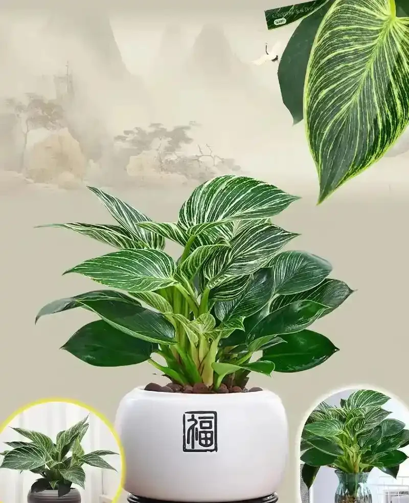 金鑽開花嗎?金鑽:探尋這一神秘綠植的開花真相