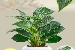 金鑽開花嗎？金鑽：探尋這一神秘綠植的開花真相