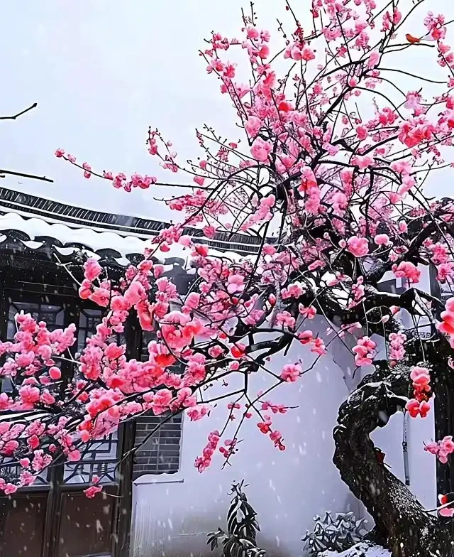 家有院子別亂種樹！這5種樹「寓意好」，小院種幾棵，旺家又吉祥